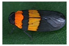 FLOW planthopper fulgoroidea fulgoromorpha insect